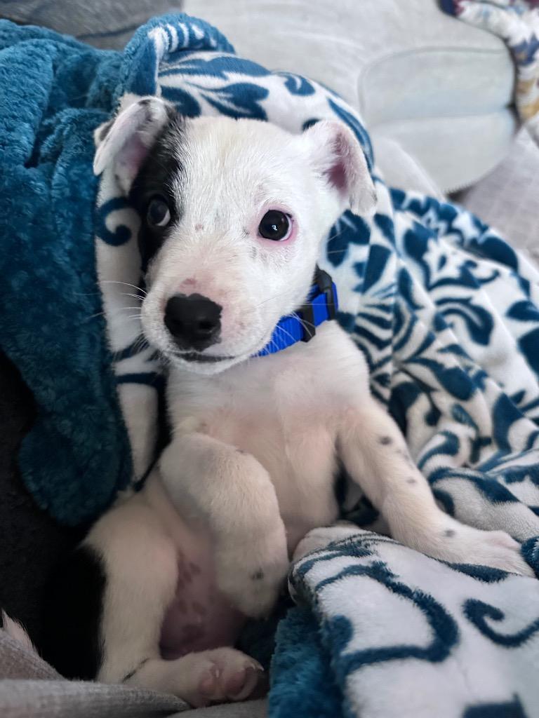 Enlarge Ivan (nka Milo), a Adopted Terrier in Indianola, IA image 2/3