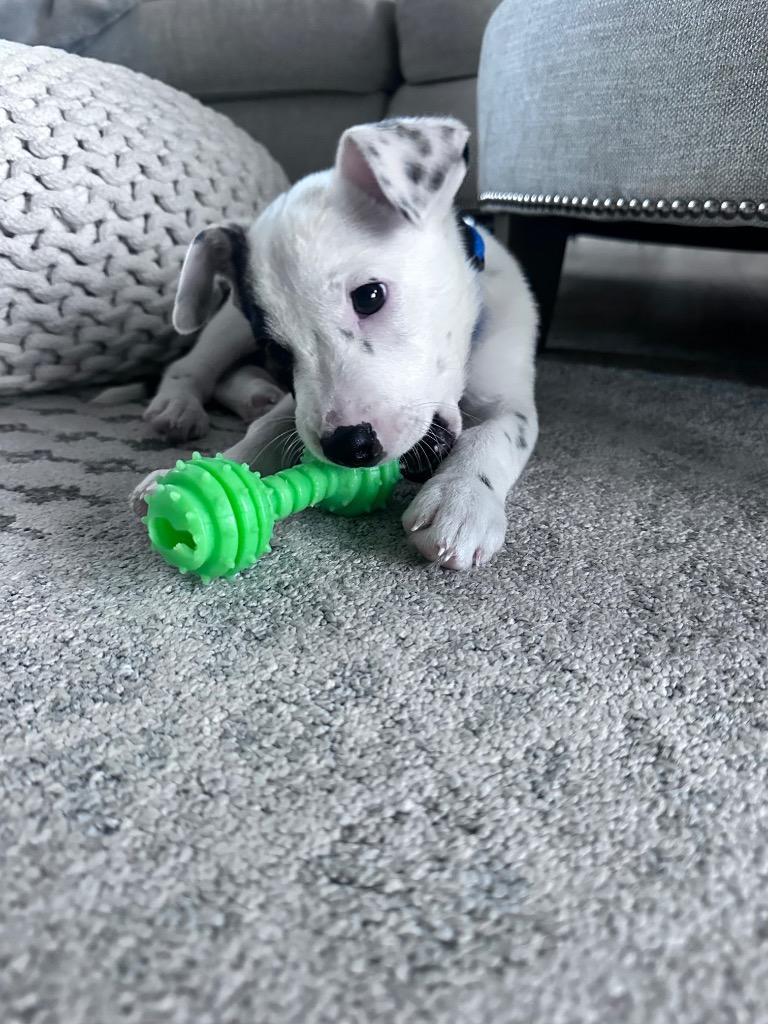 Enlarge Ivan (nka Milo), a Adopted Terrier in Indianola, IA image 3/3