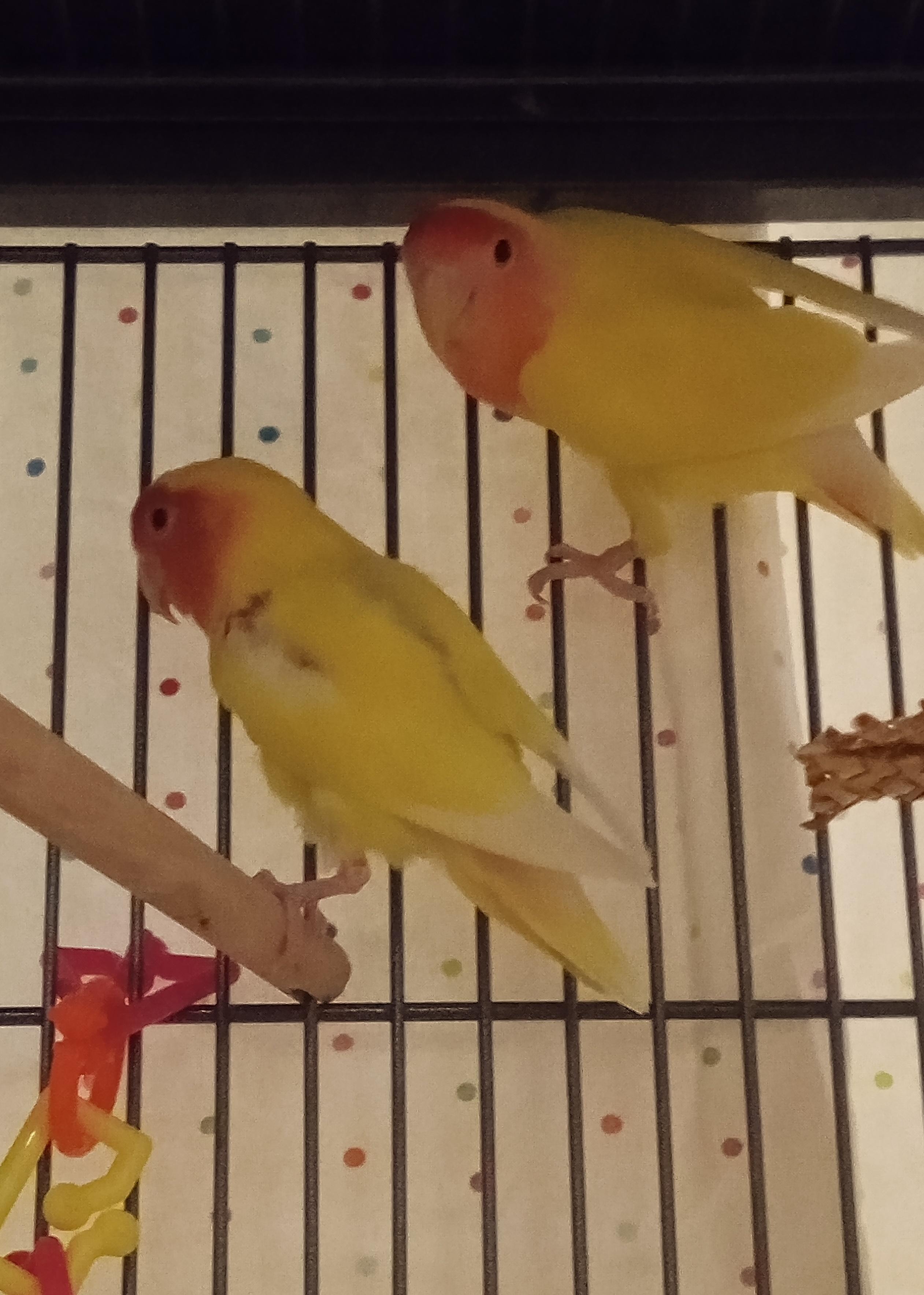 Peaches & Mango