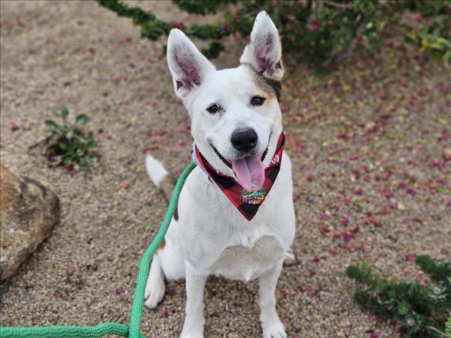 Enlarge PORSCHE, a Adoptable mixed breed in Phoenix, AZ image 1/1