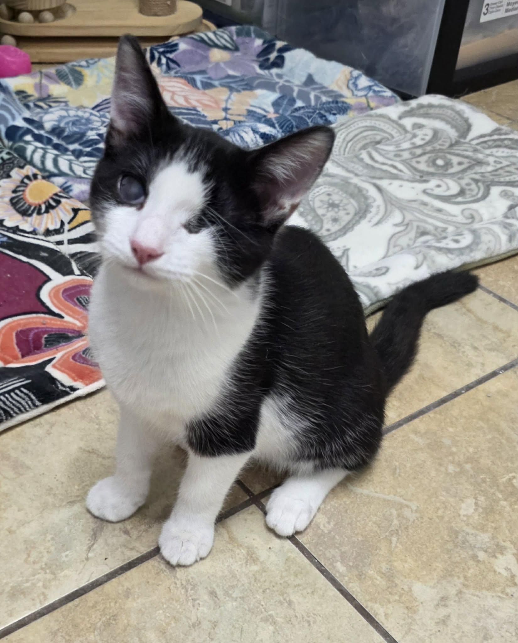 Enlarge Cooper, a Adoptable mixed breed in Litchfield Park, AZ image 2/6