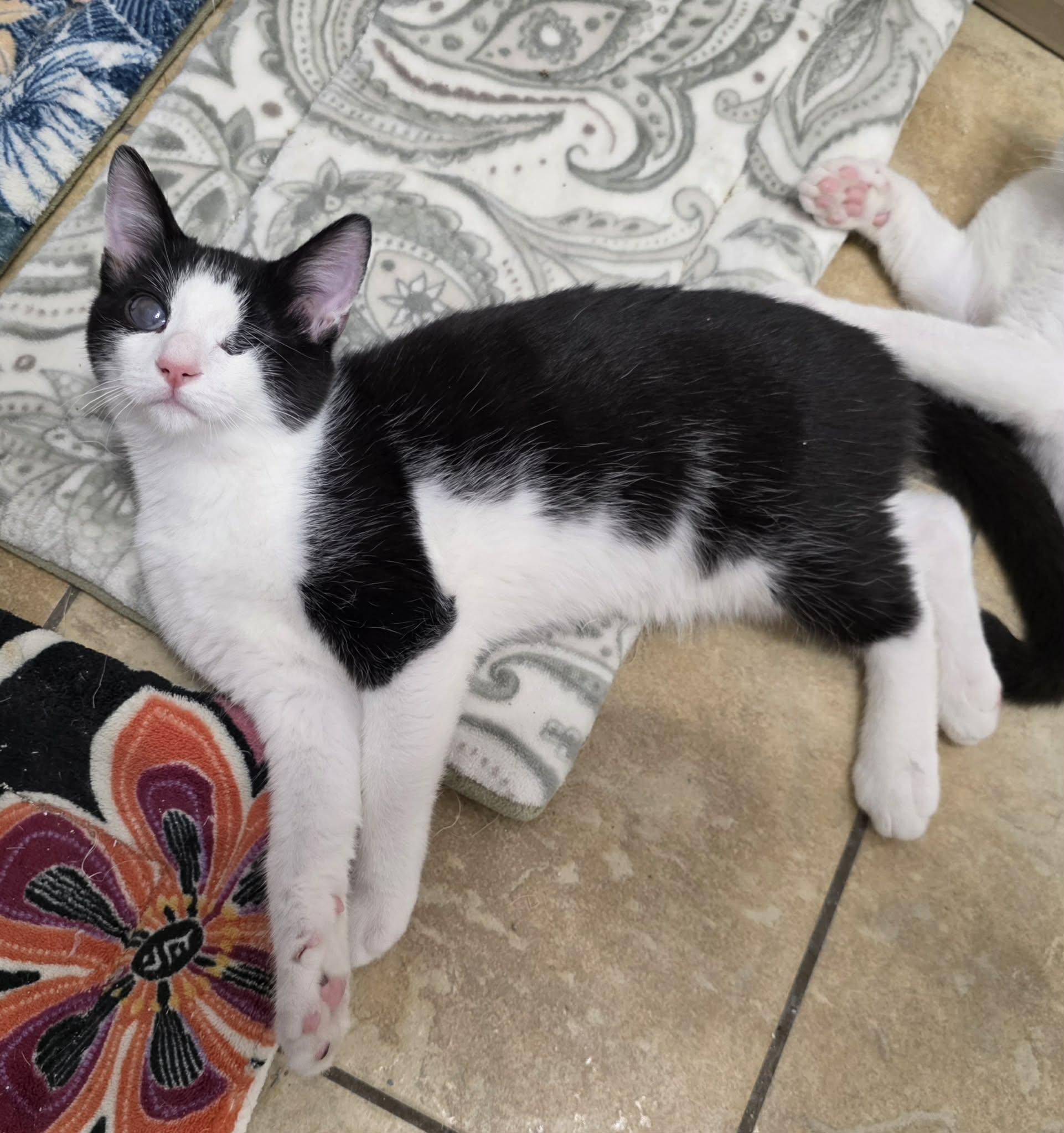 Enlarge Cooper, a Adoptable mixed breed in Litchfield Park, AZ image 3/6