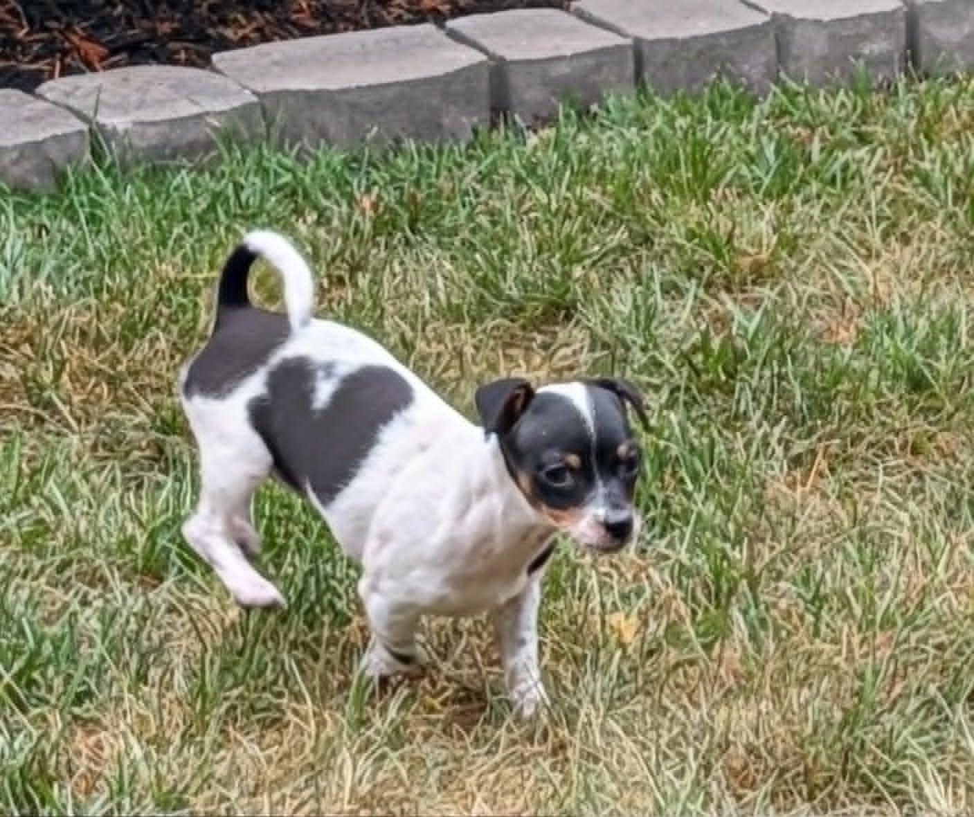 Enlarge Jello, a Adopted Chihuahua in Mechanicsburg, PA image 2/3