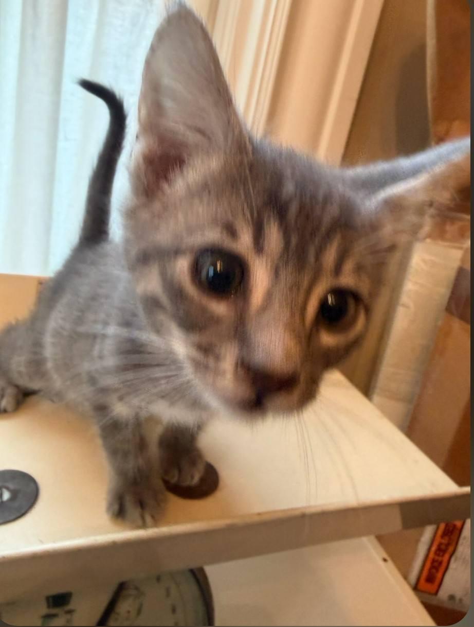 Moonlight - cuddly & playful, adopted, Kitten Male Domestic Short Hair.