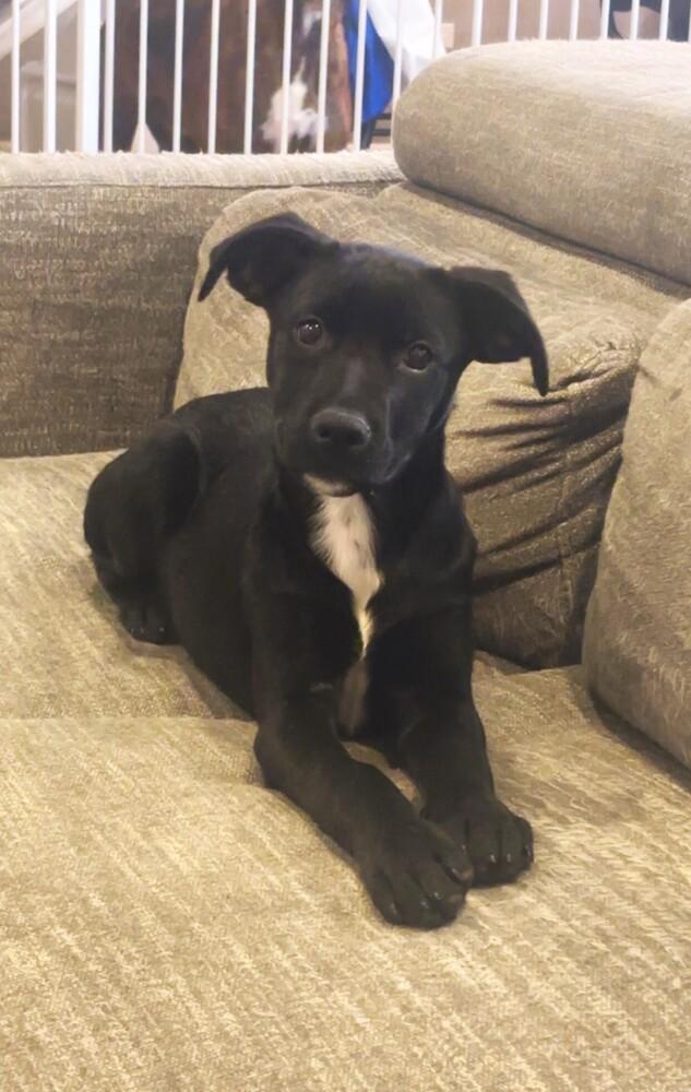 Skye, Adoptable, Puppy Female Labrador Retriever & Rottweiler.