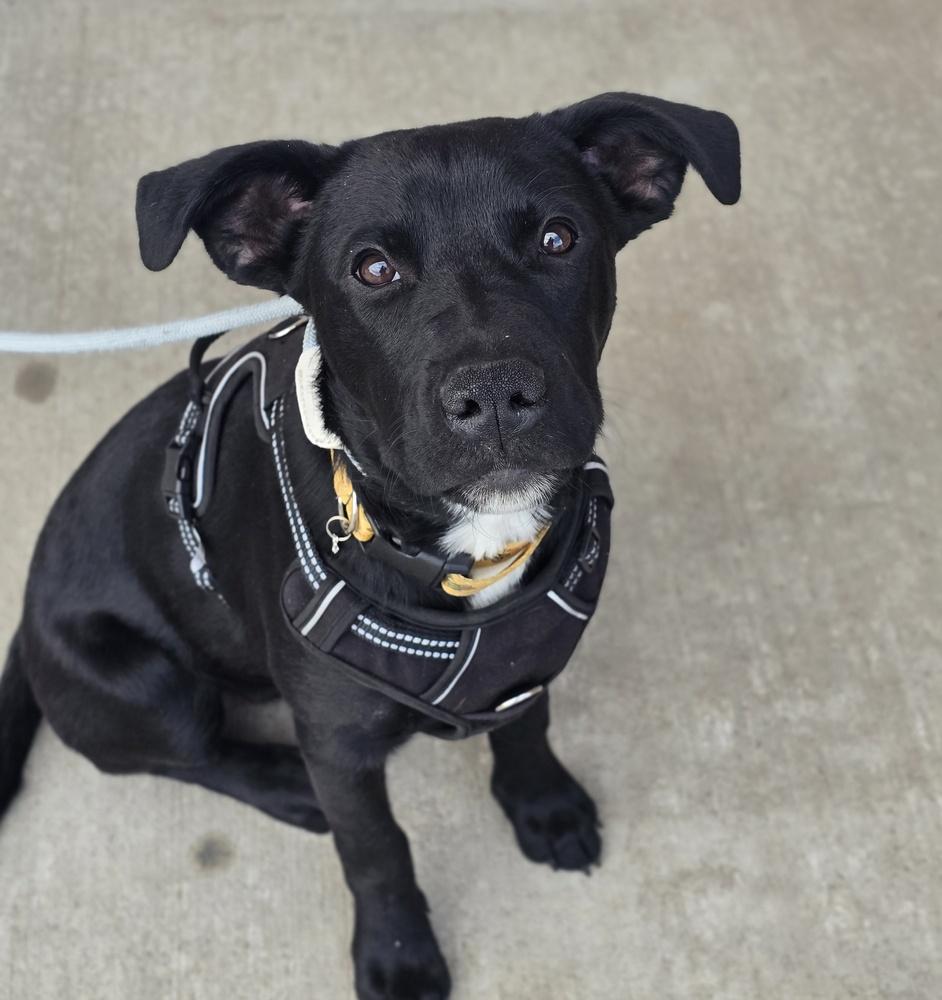 Enlarge Skye, a Adoptable mixed breed in Sedalia, CO image 2/6