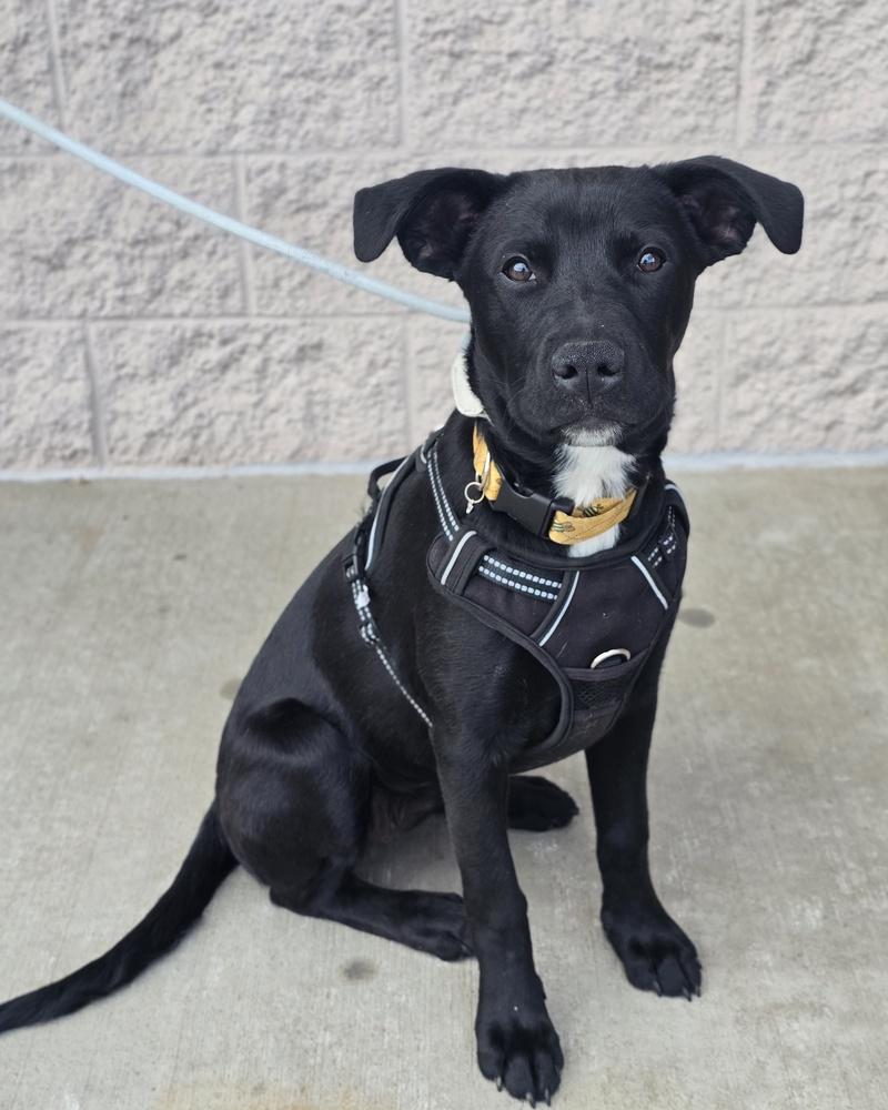 Enlarge Skye, a Adoptable mixed breed in Sedalia, CO image 5/6