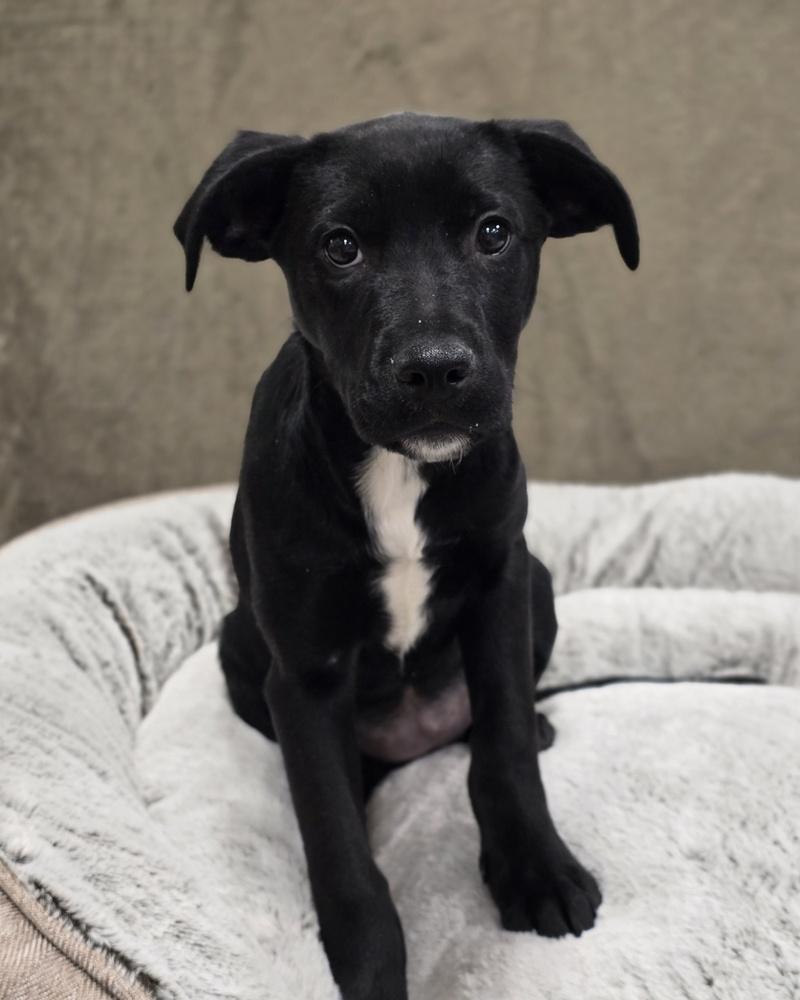 Enlarge Skye, a Adoptable mixed breed in Sedalia, CO image 6/6