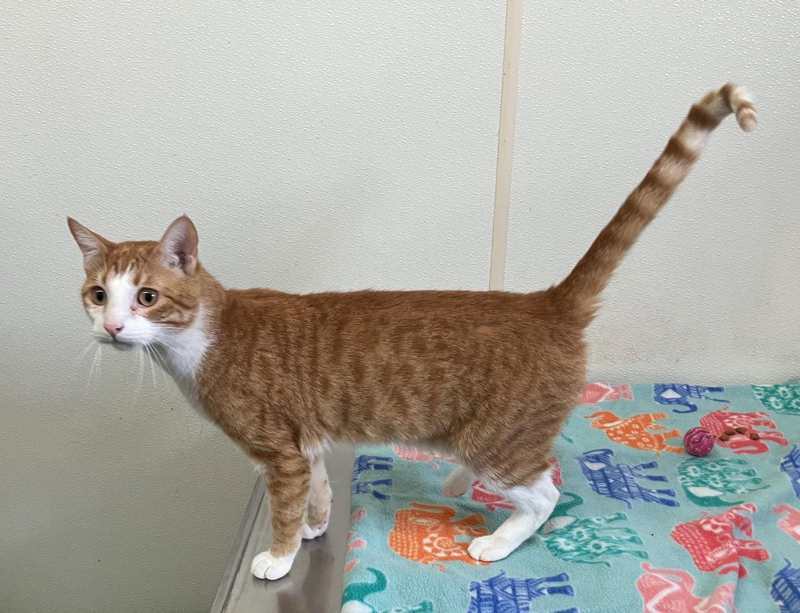 Enlarge Ken- Orange & White Cat - Foster Care, a Adoptable Domestic Short Hair in Mitchell, SD image 1/1