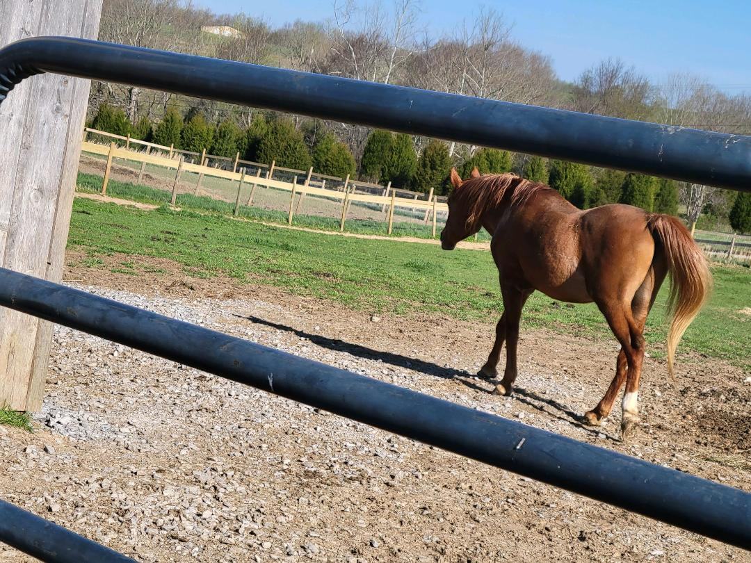 Enlarge Rafiki, a Adoptable Arabian in Leitchfield , KY image 1/11