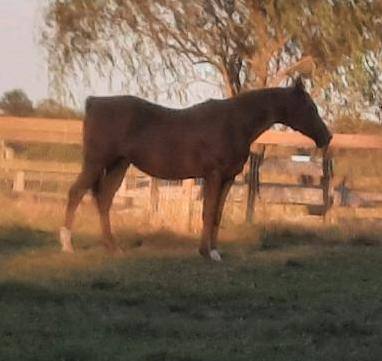 Enlarge Rafiki, a Adoptable Arabian in Leitchfield , KY image 2/11