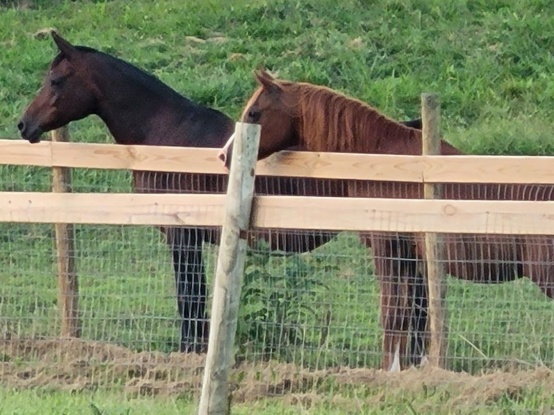 Enlarge Rafiki, a Adoptable Arabian in Leitchfield , KY image 4/11