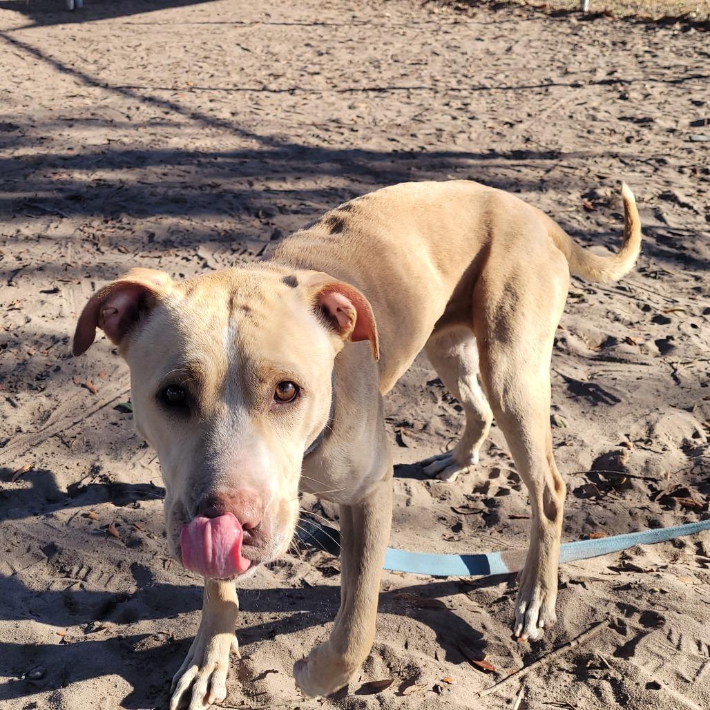Banana, Adoptable, Adult Female Mixed Breed.