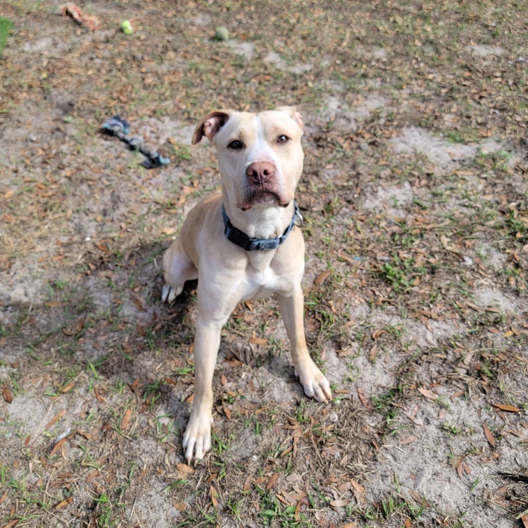 Enlarge Banana, a Adoptable Mixed Breed in Lake Panasoffkee, FL image 2/6