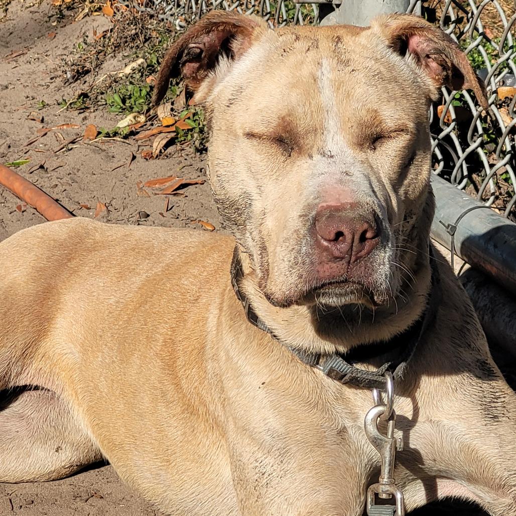 Enlarge Banana, a Adoptable Mixed Breed in Lake Panasoffkee, FL image 3/6