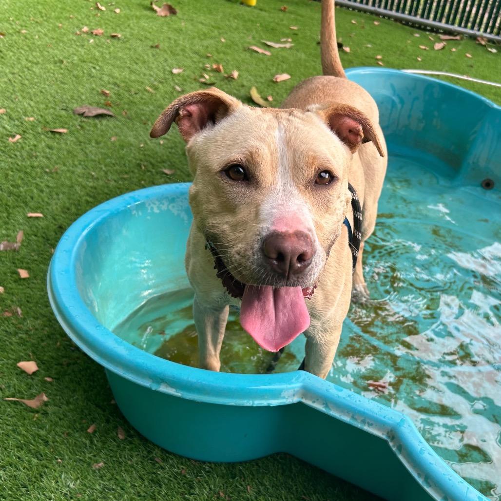 Enlarge Banana, a Adoptable Pit Bull Terrier in Lake Panasoffkee, FL image 4/6