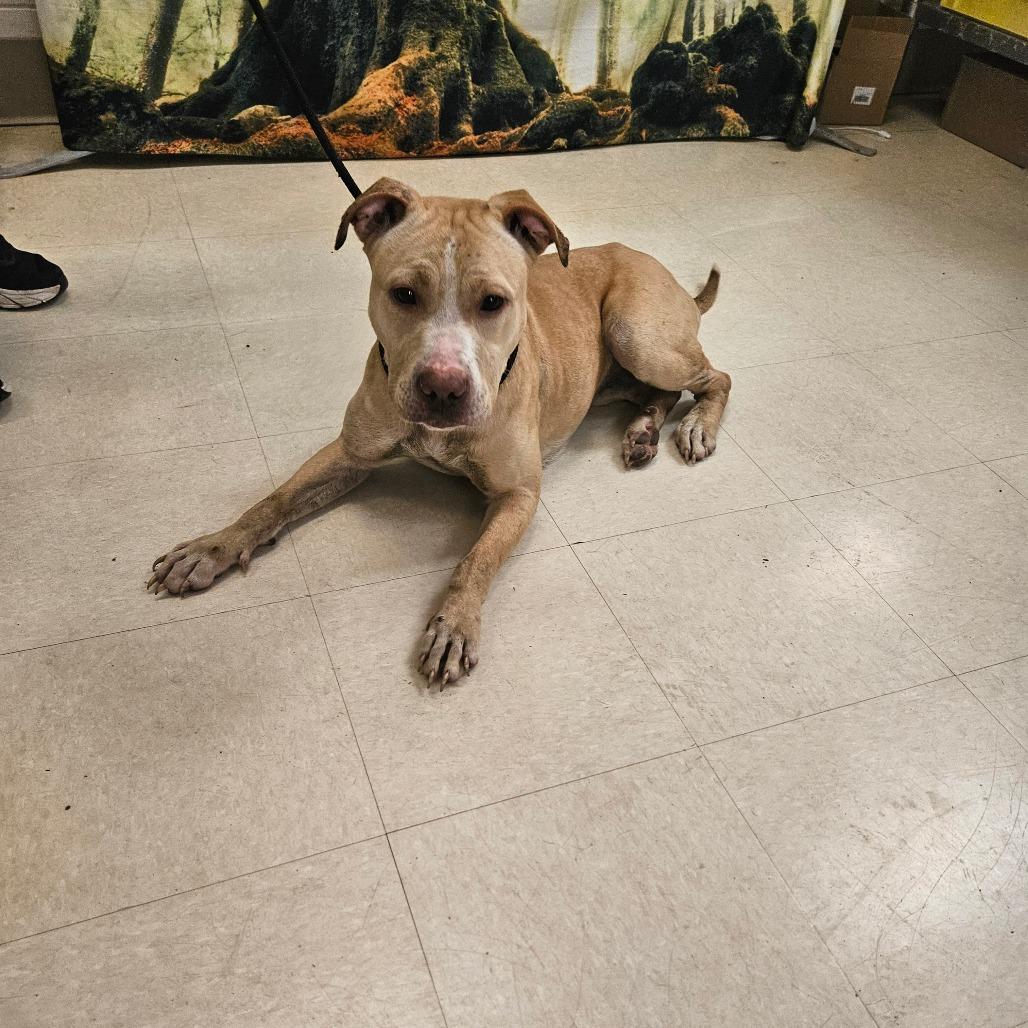 Enlarge Banana, a Adoptable Mixed Breed in Lake Panasoffkee, FL image 4/6