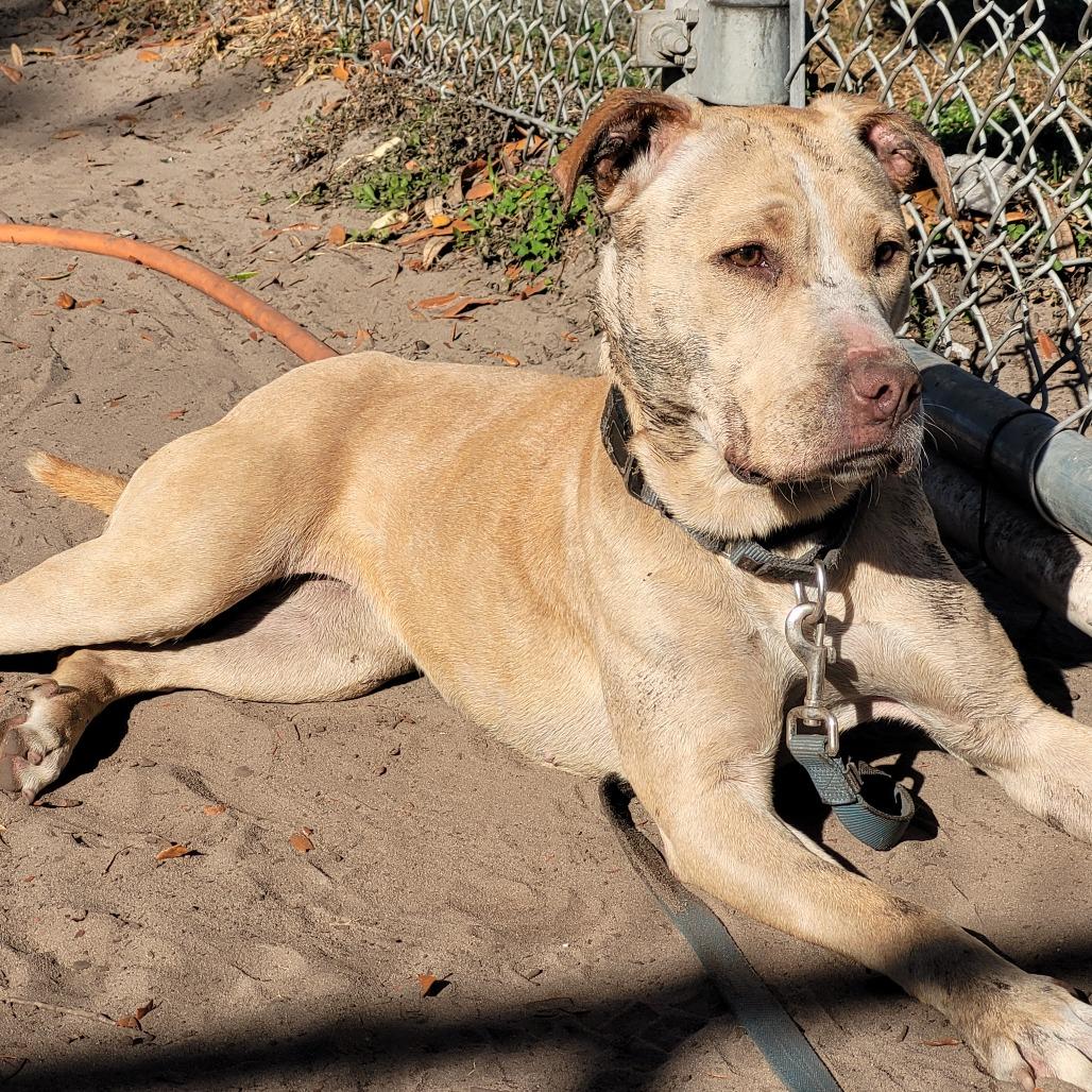 Enlarge Banana, a Adoptable Mixed Breed in Lake Panasoffkee, FL image 5/6