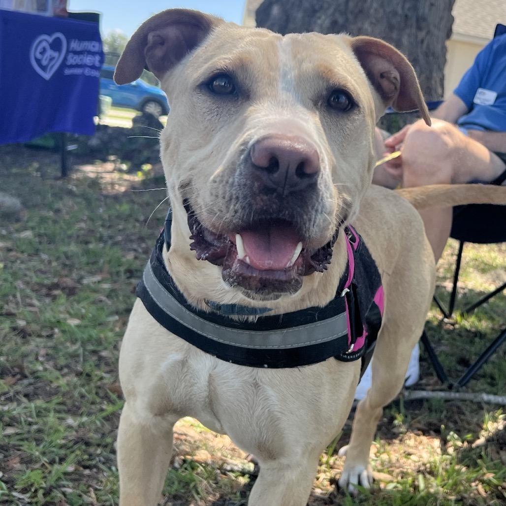 Enlarge Banana, a Adoptable Mixed Breed in Lake Panasoffkee, FL image 6/6