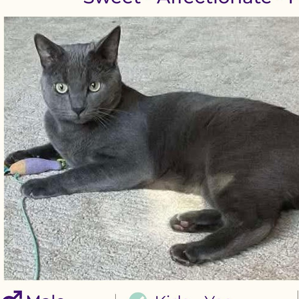 Luci, ADOPTABLE, Young Male Domestic Short Hair.