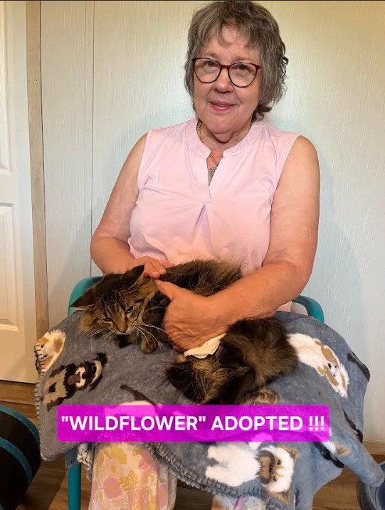 Enlarge Wildflower, a Adopted Domestic Long Hair in Hampstead, NC image 1/3