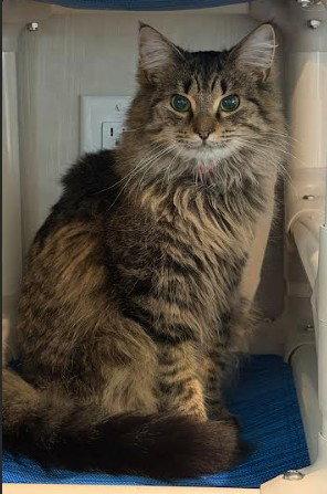 Enlarge Wildflower, a Adopted Domestic Long Hair in Hampstead, NC image 2/3