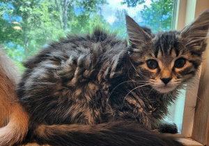Wildflower, a Adoptable Domestic Long Hair in Hampstead, NC image 2/3