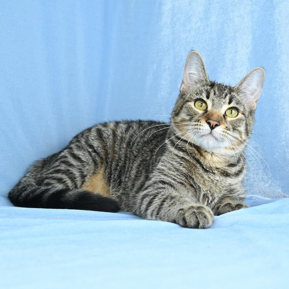 Enlarge Christina, a Adoptable Domestic Short Hair in Mobile, AL image 1/6