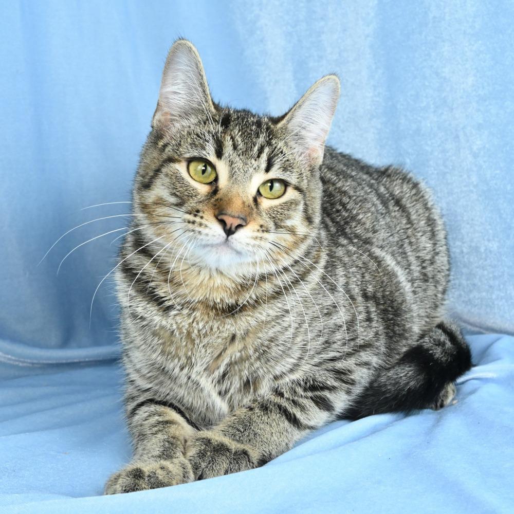 Enlarge Christina, a Adoptable Domestic Short Hair in Mobile, AL image 2/6