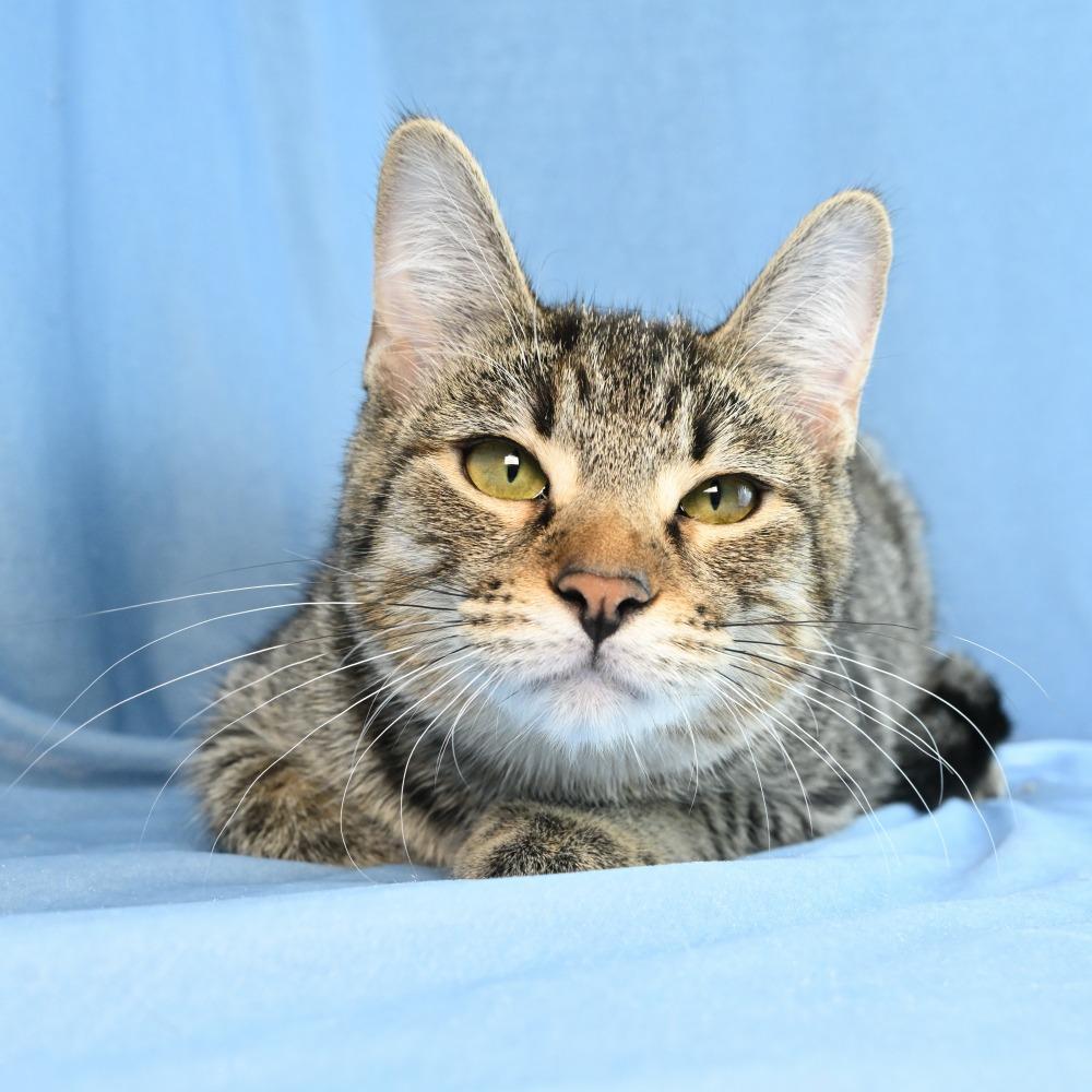 Enlarge Christina, a Adoptable Domestic Short Hair in Mobile, AL image 3/6