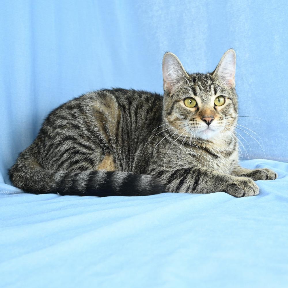Enlarge Christina, a Adoptable Domestic Short Hair in Mobile, AL image 4/6