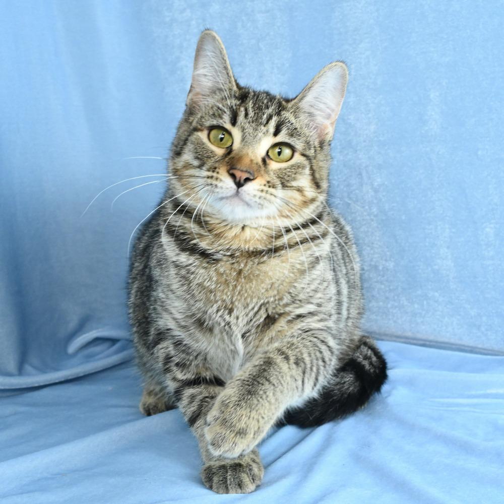 Enlarge Christina, a Adoptable Domestic Short Hair in Mobile, AL image 5/6