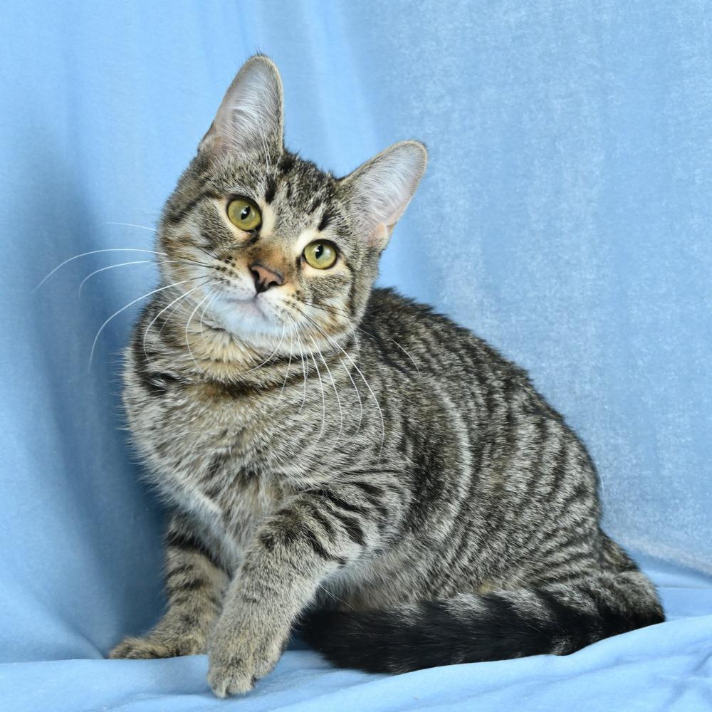 Enlarge Christina, a Adoptable Domestic Short Hair in Mobile, AL image 6/6