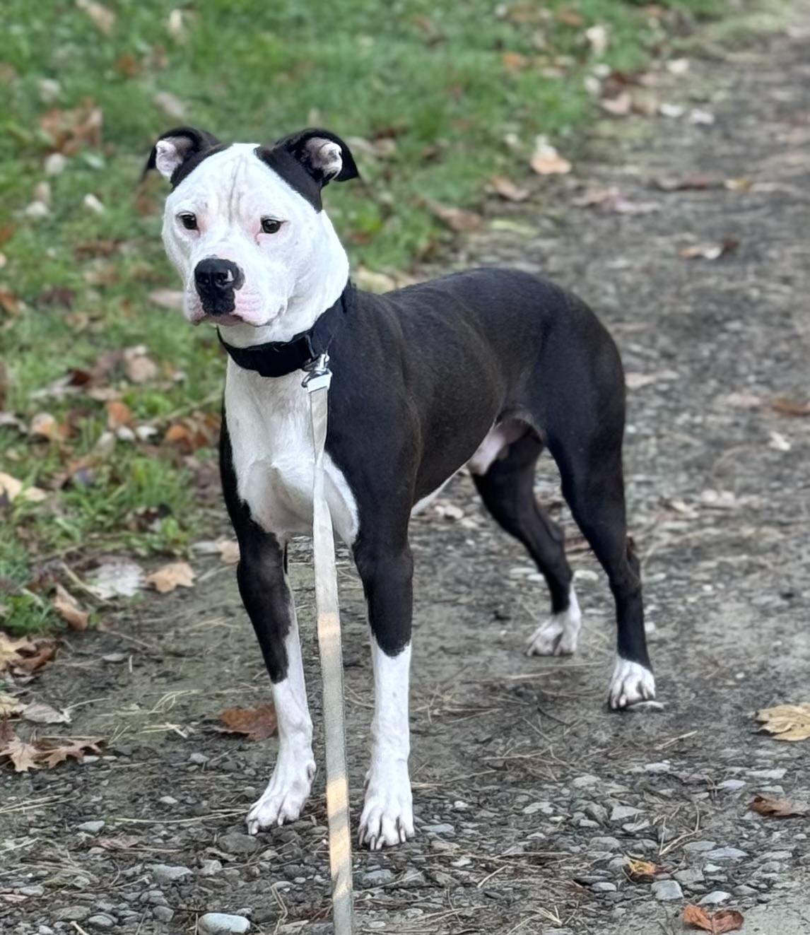 Enlarge Dolce, a Adoptable Mixed Breed in Vassalboro, ME image 1/1