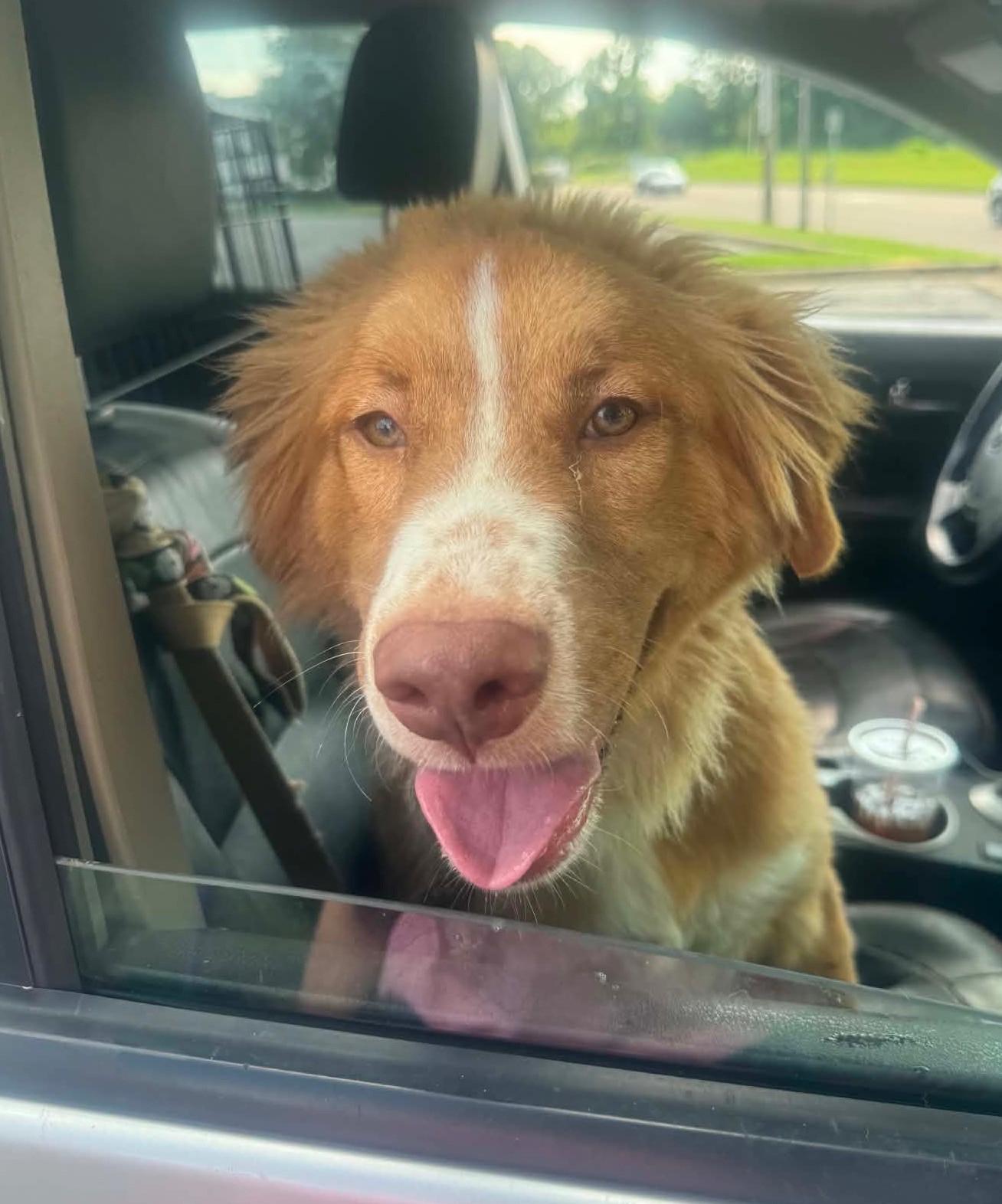 Buster, ADOPTABLE, Young Male Nova Scotia Duck Tolling Retriever.