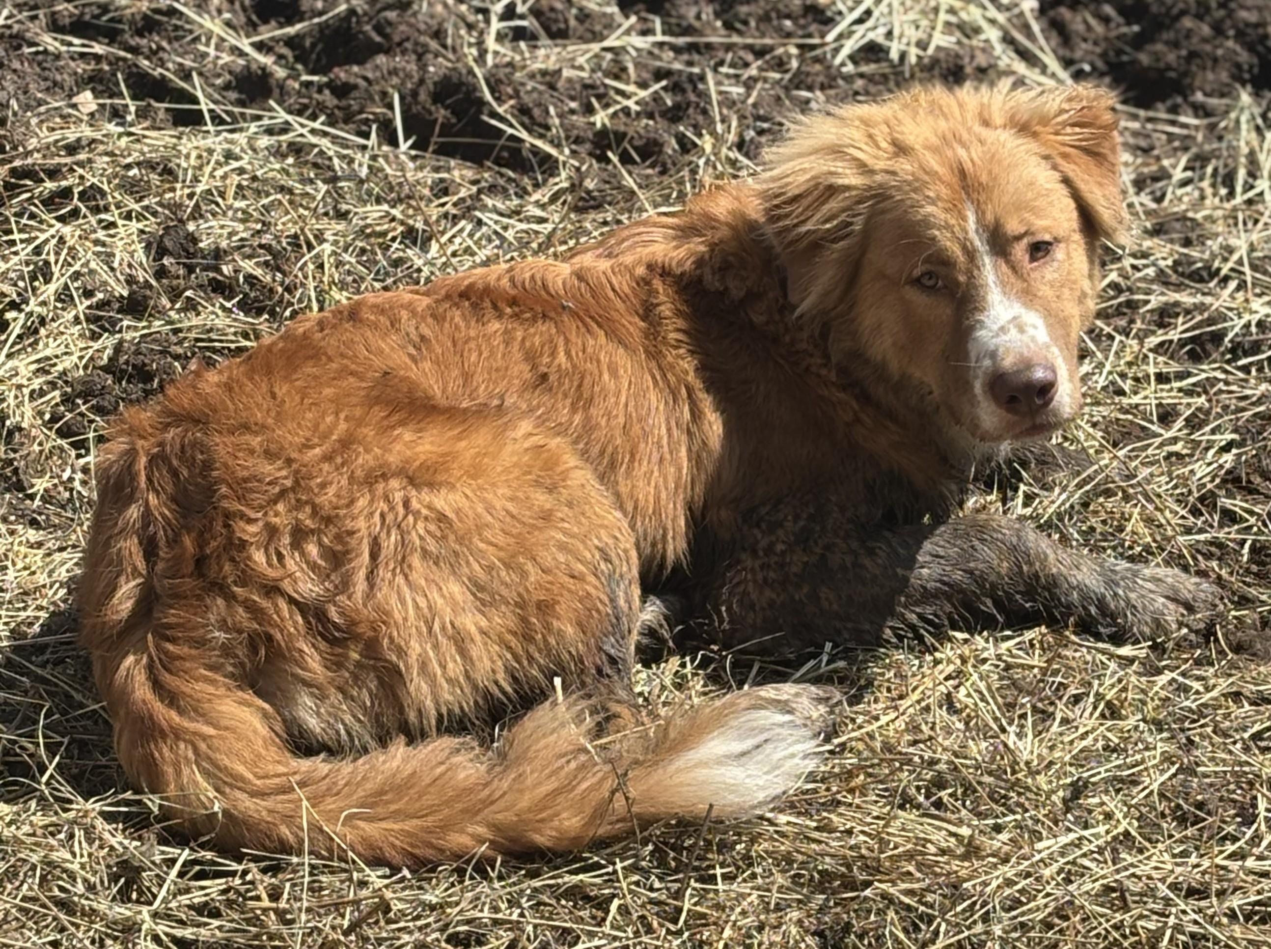 Enlarge Buster, a ADOPTABLE mixed breed in Marengo, IL image 5/5