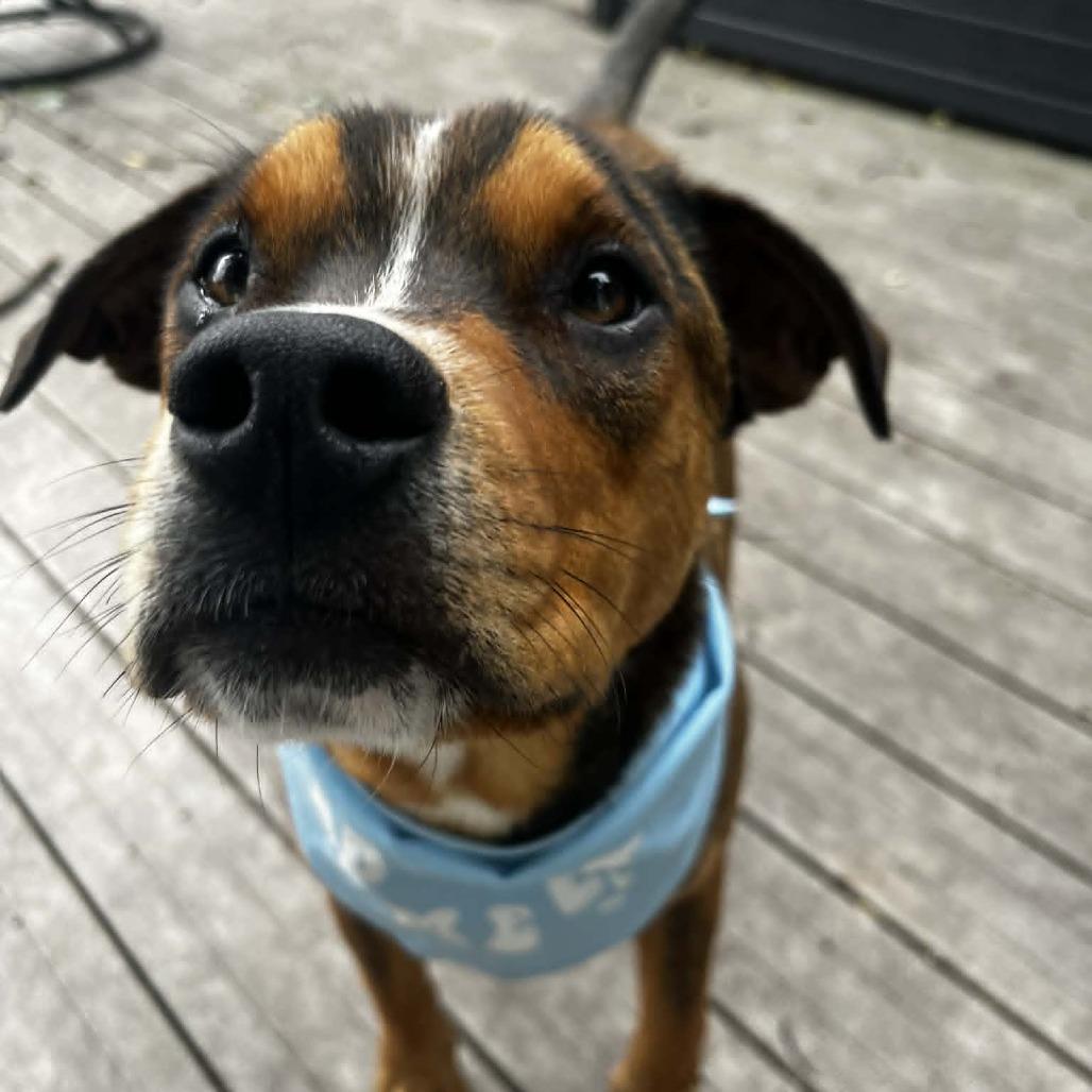 Nico, Adoptable, Young Male Hound & Labrador Retriever.