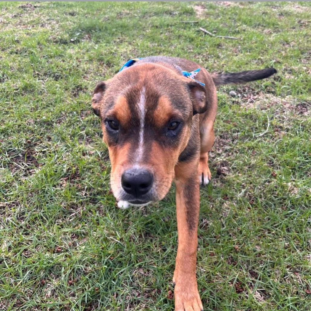 Enlarge Nico, a Adoptable mixed breed in Joliet, IL image 2/6