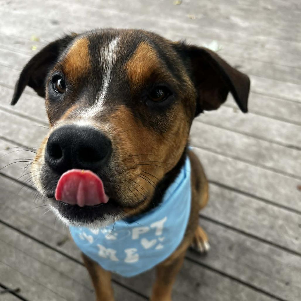 Nico, a Adoptable mixed breed in Joliet, IL image 2/6