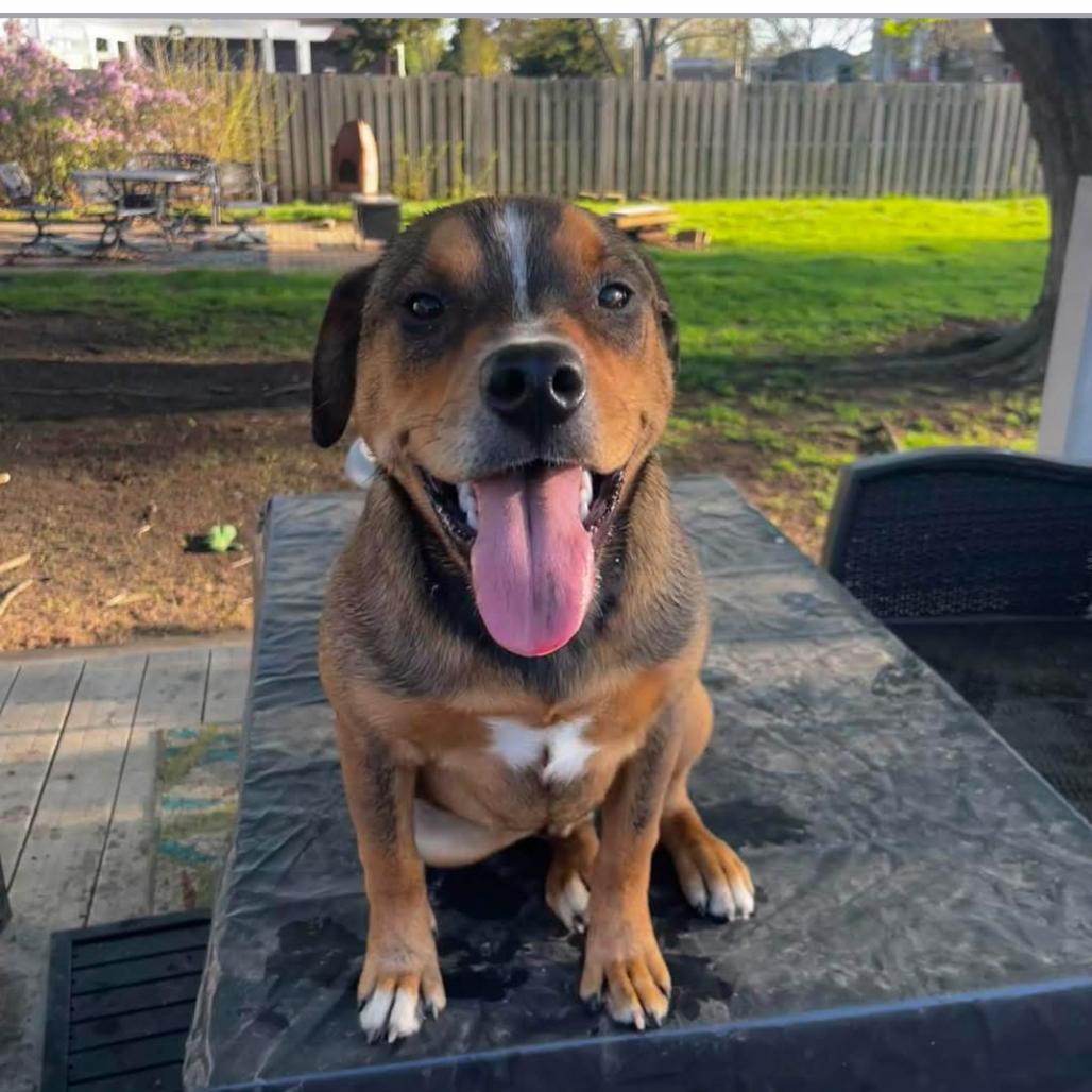 Enlarge Nico, a Adoptable mixed breed in Joliet, IL image 3/6