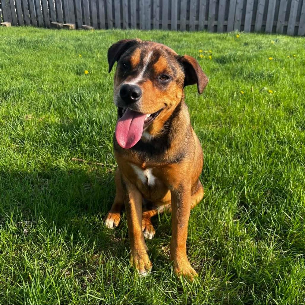 Enlarge Nico, a Adoptable mixed breed in Joliet, IL image 4/6