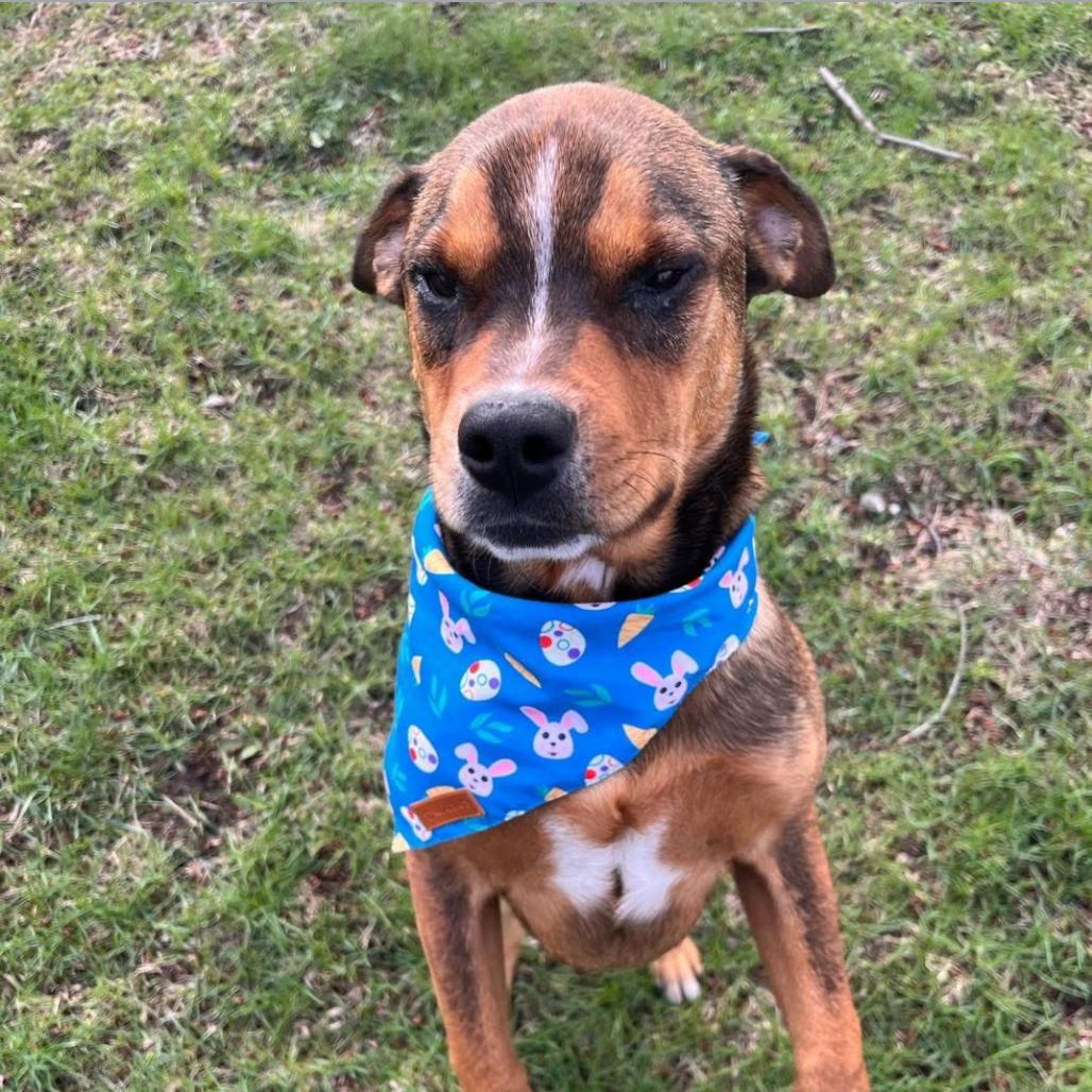 Enlarge Nico, a Adoptable mixed breed in Joliet, IL image 5/6