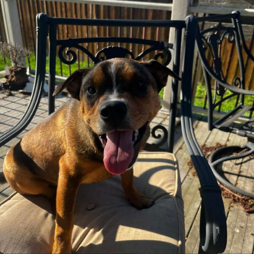 Enlarge Nico, a Adoptable mixed breed in Joliet, IL image 6/6