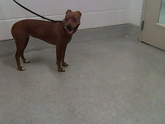 CHINA, Adoptable, Young Female Labrador Retriever & Mixed Breed.