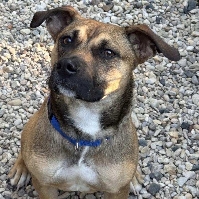 Pixie, adopted, Adult Female Black Mouth Cur & Shepherd.