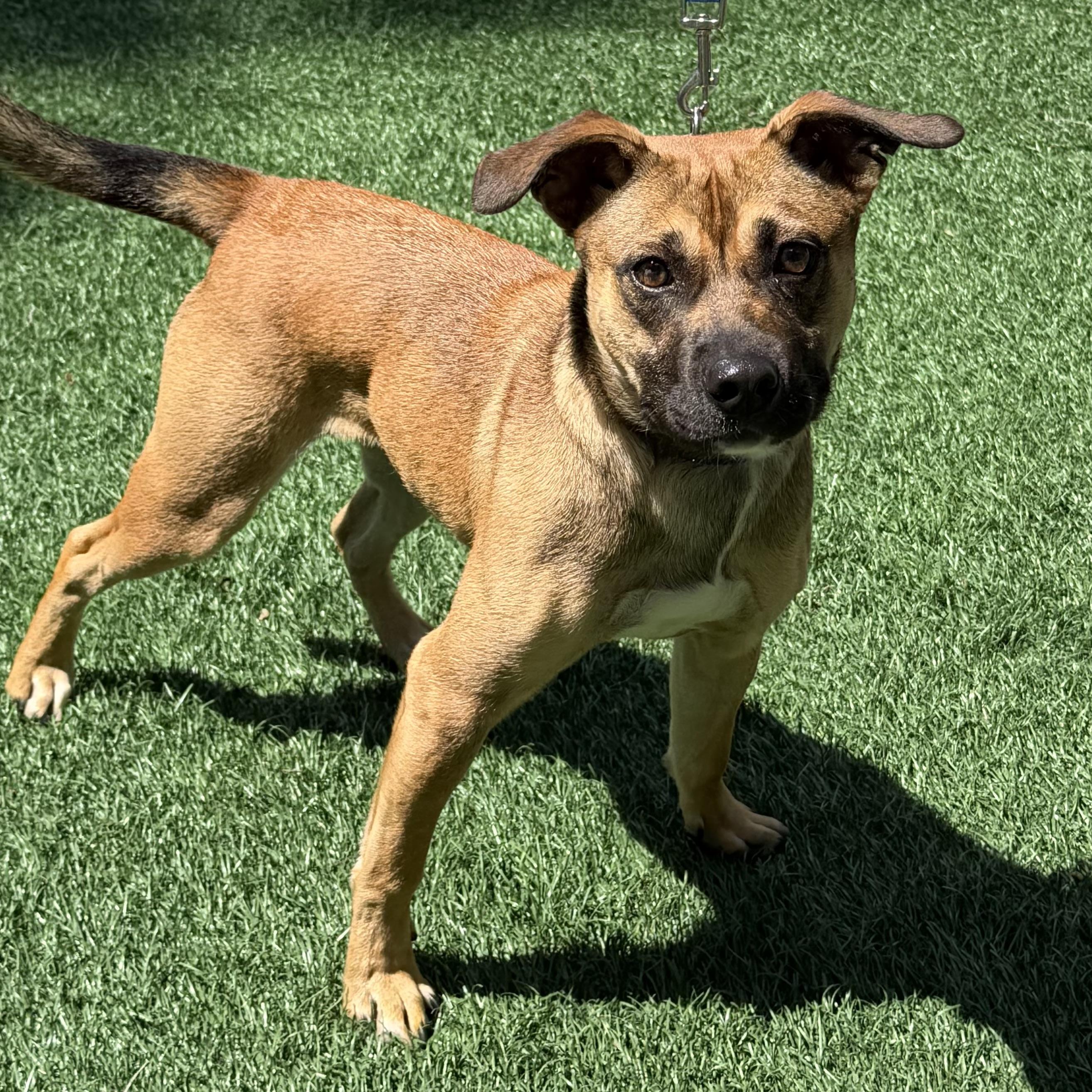 Enlarge Pixie, an adopted mixed breed in Libertyville, IL image 5/6