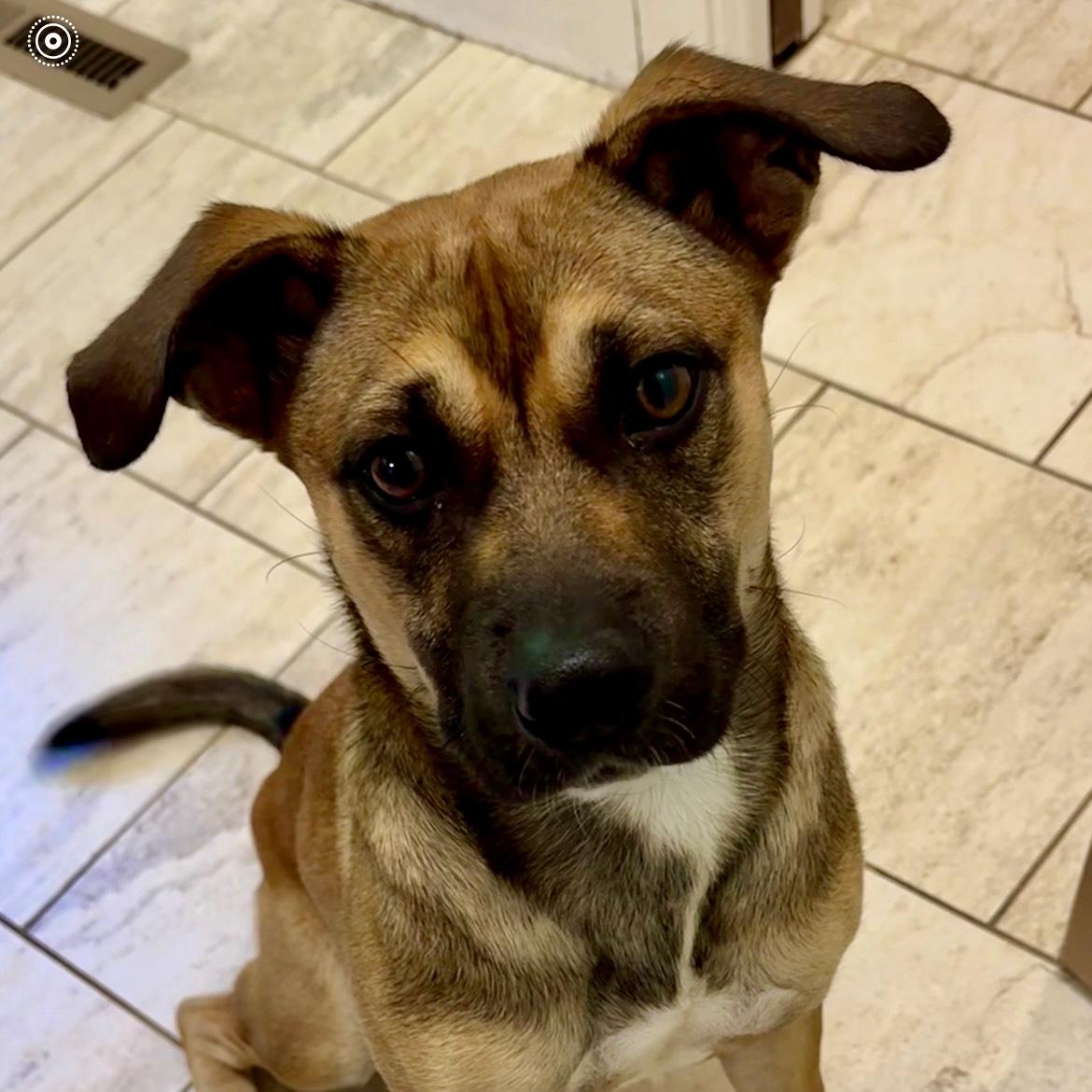 Enlarge Pixie, an adopted mixed breed in Libertyville, IL image 4/6