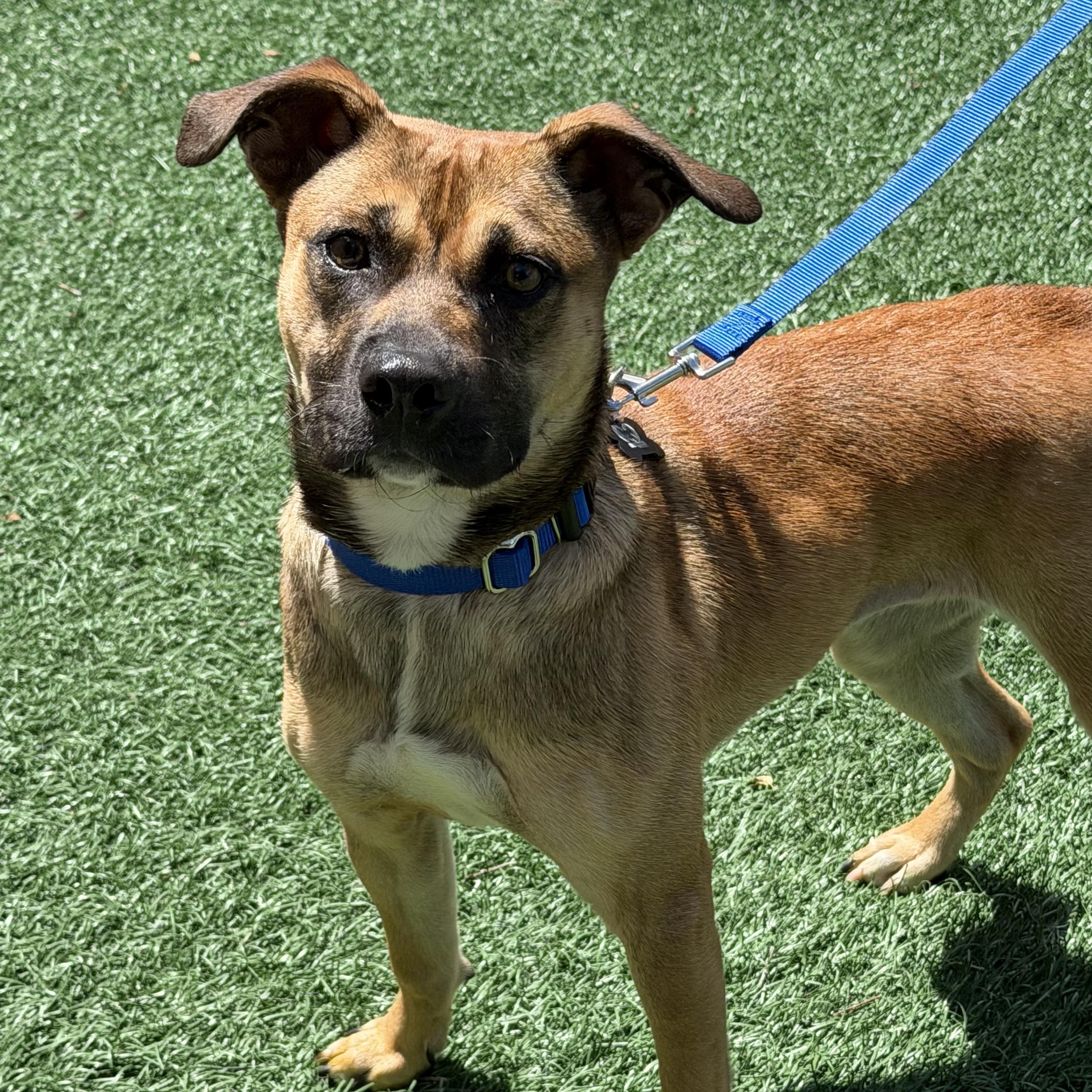 Enlarge Pixie, an adopted mixed breed in Libertyville, IL image 3/6