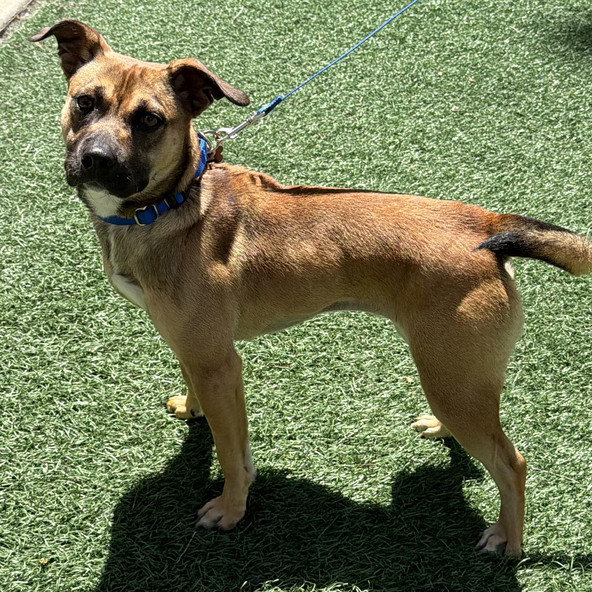 Enlarge Pixie, an adopted mixed breed in Libertyville, IL image 2/6