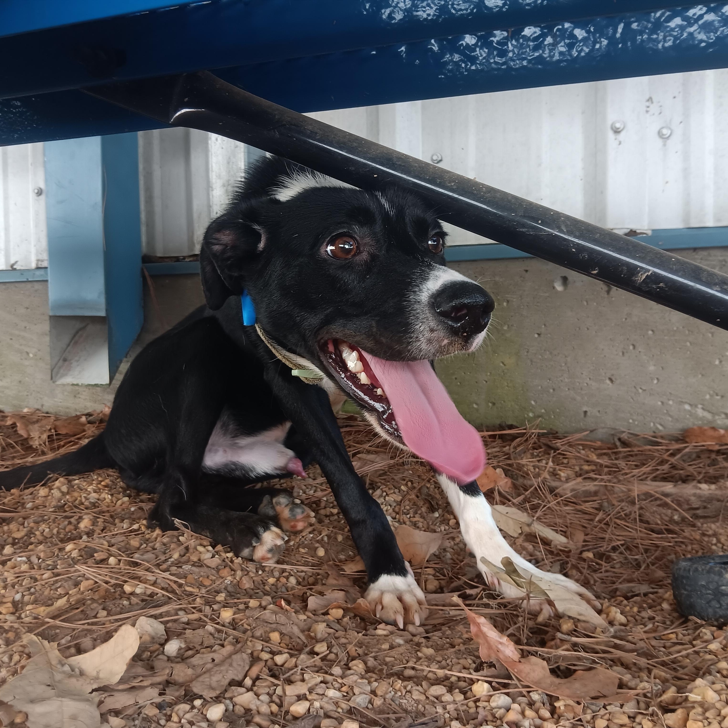 Enlarge Badger, a Adoptable Mixed Breed in North Little Rock, AR image 1/1